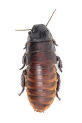 Hissing Cockroach