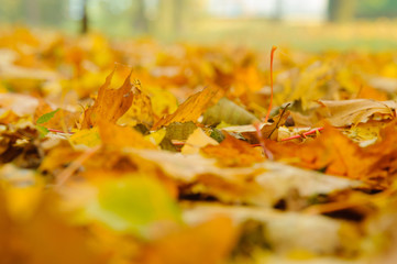 Autumn yellow leafs background