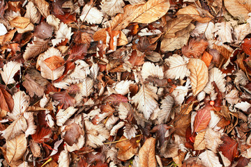 brown leaves background