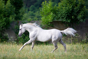 Obraz na płótnie Canvas Arabian szary koń biegnie przez pole.