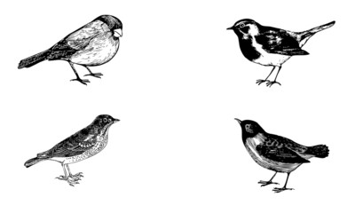 Oiseaux