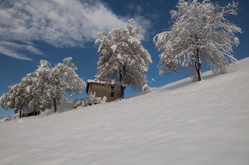 Monte Zambla - Alberi