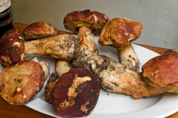 Frische Steinpilze auf Teller - Porcini - Boletus edulis