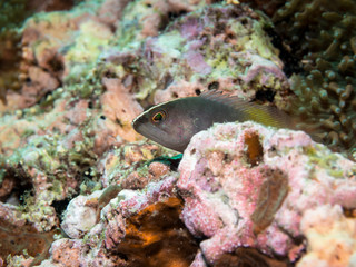 Brown Banded Grouper (juvenile) - Cephalopholis boenack