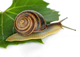 Snail on leaf isolated on white
