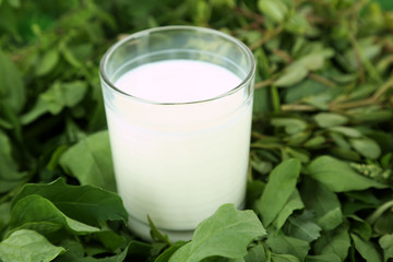 Glass of milk on grass