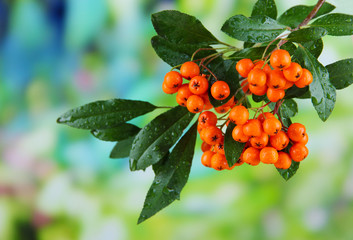 Pyracantha Firethorn orange berries with green leaves,