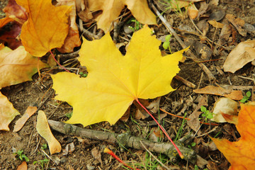 Beautiful autumn background with maple leaves