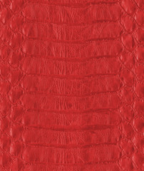 painted in red snake skin