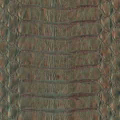  snake skin