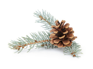 blue spruce twig with cone