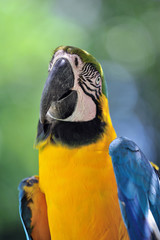 ルリコンゴウインコ