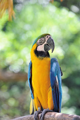 ルリコンゴウインコ