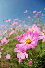Fototapeta premium コスモス