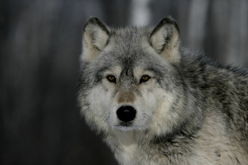 Obraz premium Grey wolf, Canis lupus
