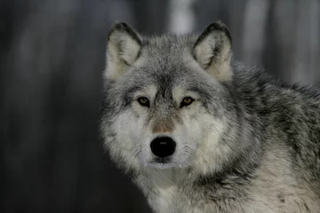Crédence de cuisine en verre imprimé Loup Grey wolf, Canis lupus
