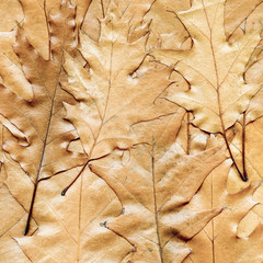 autumn background