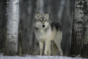 Papier Peint photo autocollant Loup Loup gris, Canis lupus