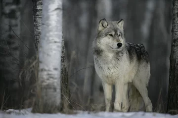 Fotobehang Wolf Grijze wolf, Canis lupus
