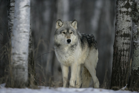 Fototapeta Grey wolf, Canis lupus
