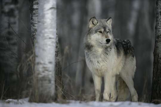 Fototapeta Fototapeta Szary wilk (canis lupus) w lesie ścienna