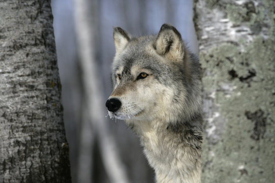Grey wolf, Canis lupus