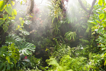 Fototapeta tropical forest background obraz
