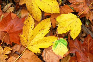 Colorful and wet fallen leaves in autumn season