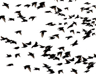 Starlings