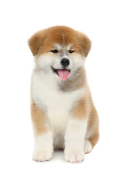 Pat dog, young  Akita Inu puppy dog at white background