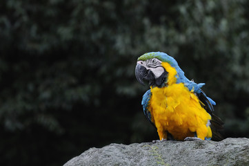 ルリコンゴウインコ