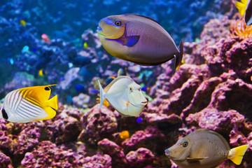 Fishes and corals reef