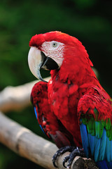 アカコンゴウインコ