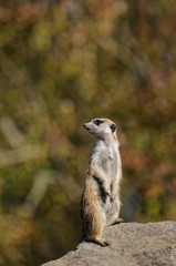 ミーアキャット