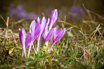 Violet meadow-saffron in the grass