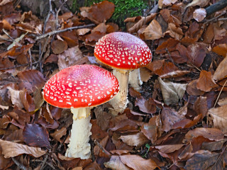 amanita muscaria