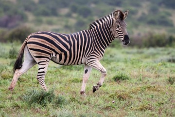 Fototapeta na wymiar Plains Zebra Running