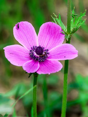 Anemone coronaria