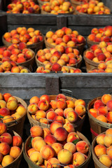 Fresh Michigan grown apples