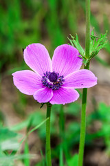 Anemone coronaria