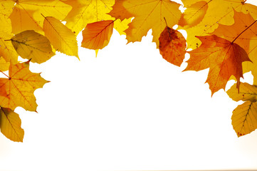 Naklejka na ściany i meble liści jesienią na białym tle