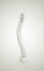 Spine rendered