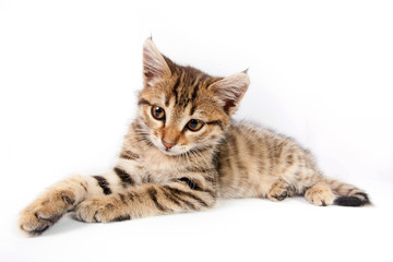 Funny Kitten playing