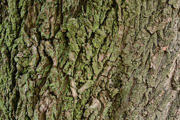 Tree bark