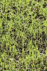 Fresh green grass in nature