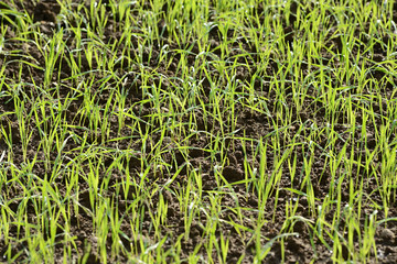 Sprouting green grass