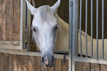 spettacolo di cavalli arabi ed egiziani a Salerno