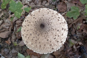 The parasol mushroom (Macrolepiota procera) - edible mushroom.