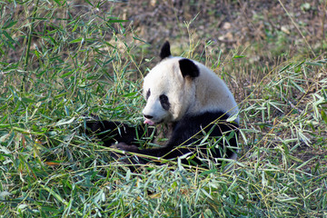Obraz na płótnie Canvas Dziki nied¼wied¼ panda w górach Qinling, Chiny
