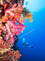Fototapeta na wymiar Colorful coral reef